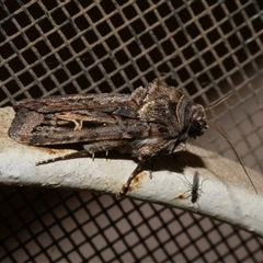 Proteuxoa nuna (A Noctuid moth (Acronictinae) at Freshwater Creek, VIC - 23 Apr 2020 by WendyEM