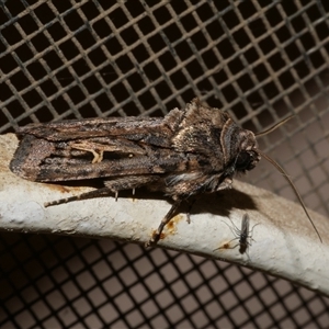 Proteuxoa nuna at Freshwater Creek, VIC - 23 Apr 2020 09:16 PM