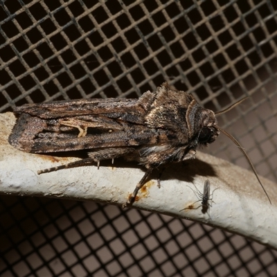 Proteuxoa nuna (A Noctuid moth (Acronictinae) at Freshwater Creek, VIC - 23 Apr 2020 by WendyEM