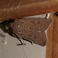 Dasygaster padockina (Tasmanian Cutworm) at Freshwater Creek, VIC - 23 Apr 2020 by WendyEM