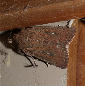 Dasygaster padockina at Freshwater Creek, VIC - 23 Apr 2020