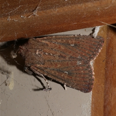 Dasygaster padockina (Tasmanian Cutworm) at Freshwater Creek, VIC - 23 Apr 2020 by WendyEM