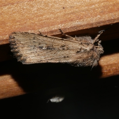 Leucania obumbrata (Lesser Armyworm) at Freshwater Creek, VIC - 23 Apr 2020 by WendyEM