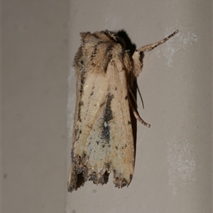 Leucania obumbrata at Freshwater Creek, VIC - 23 Apr 2020