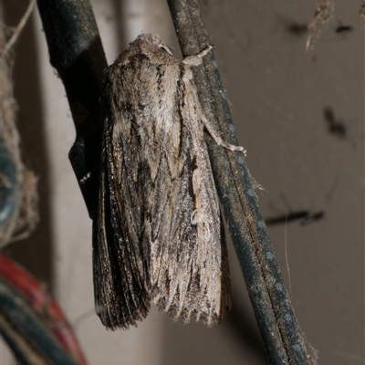 Persectania dyscrita (Inland Armyworm) at Freshwater Creek, VIC - 23 Apr 2020 by WendyEM