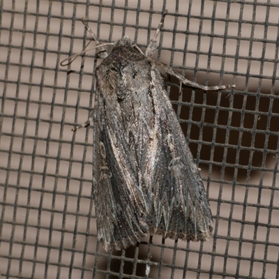 Persectania dyscrita (Inland Armyworm) at Freshwater Creek, VIC - 23 Apr 2020 by WendyEM