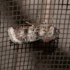 Agrotis porphyricollis at Freshwater Creek, VIC - 23 Apr 2020 10:17 PM