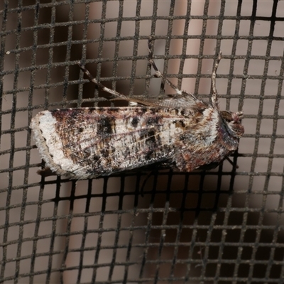 Agrotis porphyricollis (Variable Cutworm) at Freshwater Creek, VIC - 23 Apr 2020 by WendyEM