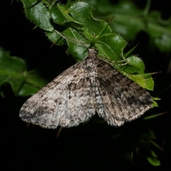 Aponotoreas dascia (Dascia Carpet) at Freshwater Creek, VIC - 23 Apr 2020 by WendyEM