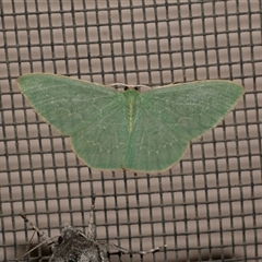 Chlorocoma dichloraria (Guenee's or Double-fringed Emerald) at Freshwater Creek, VIC - 23 Apr 2020 by WendyEM