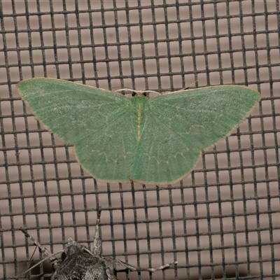 Chlorocoma dichloraria (Guenee's or Double-fringed Emerald) at Freshwater Creek, VIC - 23 Apr 2020 by WendyEM