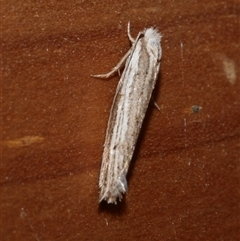 Mimoscopa ochetaula (A Tineid moth (Myrmecozelinae)) at Freshwater Creek, VIC - 23 Apr 2020 by WendyEM