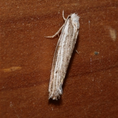 Mimoscopa ochetaula (A Tineid moth (Myrmecozelinae)) at Freshwater Creek, VIC - 23 Apr 2020 by WendyEM