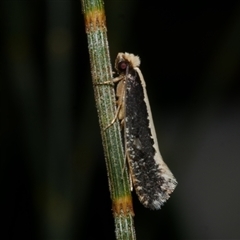 Monopis ethelella (Dead Sheep's Moth) at Freshwater Creek, VIC - 23 Apr 2020 by WendyEM