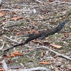 Varanus varius (Lace Monitor) at Pebbly Beach, NSW - 3 Jan 2025 by jpittock