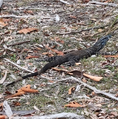 Varanus varius (Lace Monitor) at Pebbly Beach, NSW - 3 Jan 2025 by jpittock