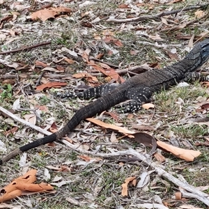 Varanus varius at Pebbly Beach, NSW - suppressed