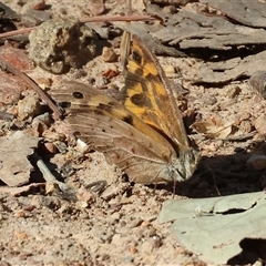 Heteronympha merope (Common Brown Butterfly) at West Wodonga, VIC - 1 Jan 2025 by KylieWaldon