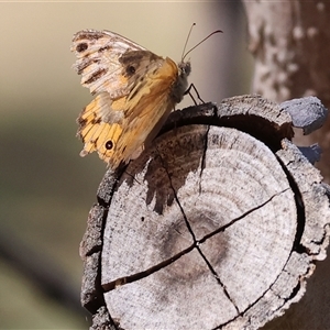 Heteronympha merope at West Wodonga, VIC - 1 Jan 2025 07:54 AM