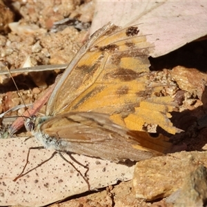 Heteronympha merope at West Wodonga, VIC - 1 Jan 2025 07:54 AM