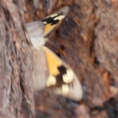 Heteronympha merope at West Wodonga, VIC - 1 Jan 2025 07:54 AM