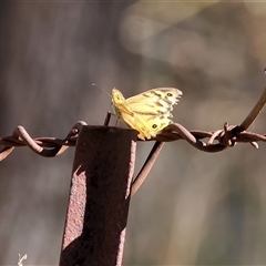 Heteronympha merope at West Wodonga, VIC - 1 Jan 2025 07:54 AM