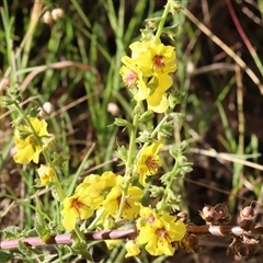 Verbascum virgatum (Green Mullein) at West Wodonga, VIC - 31 Dec 2024 by KylieWaldon