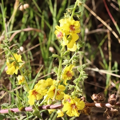 Verbascum virgatum (Green Mullein) at West Wodonga, VIC - 1 Jan 2025 by KylieWaldon