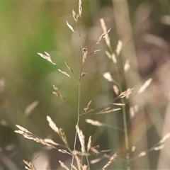 Agrostis capillaris at West Wodonga, VIC - 1 Jan 2025 07:16 AM