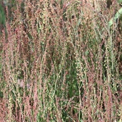 Rumex acetosella (Sheep Sorrel) at West Wodonga, VIC - 1 Jan 2025 by KylieWaldon