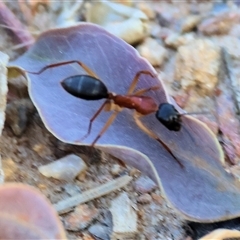 Camponotus nigriceps (Black-headed sugar ant) at West Wodonga, VIC - 1 Jan 2025 by KylieWaldon