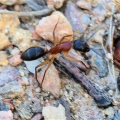 Camponotus nigriceps at West Wodonga, VIC - 1 Jan 2025 07:18 AM