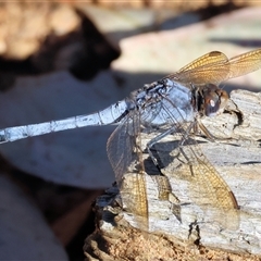 Orthetrum caledonicum (Blue Skimmer) at West Wodonga, VIC - 31 Dec 2024 by KylieWaldon