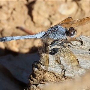 Orthetrum caledonicum at West Wodonga, VIC - 1 Jan 2025 07:18 AM