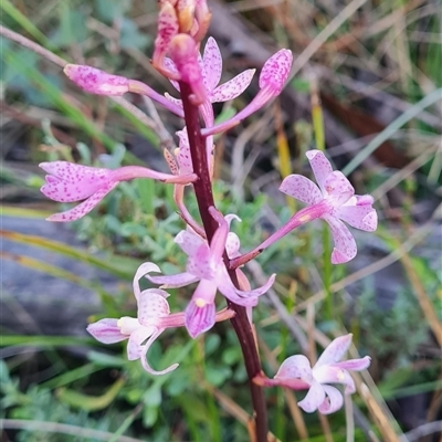 Dipodium roseum (Rosy Hyacinth Orchid) at Rendezvous Creek, ACT - 1 Jan 2025 by WalkYonder