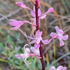 Dipodium roseum at Rendezvous Creek, ACT - suppressed