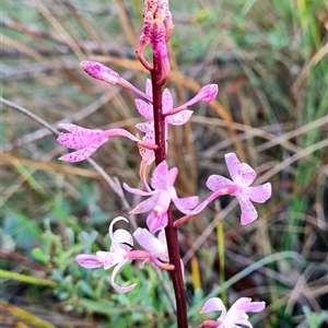 Dipodium roseum at Rendezvous Creek, ACT - suppressed