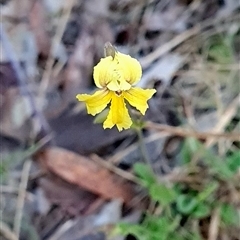 Goodenia paradoxa (Spur Goodenia) at Rendezvous Creek, ACT - 31 Dec 2024 by WalkYonder