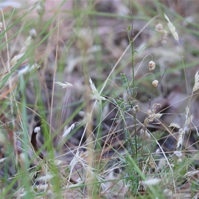 Unidentified Grass at West Wodonga, VIC - 1 Jan 2025 by KylieWaldon