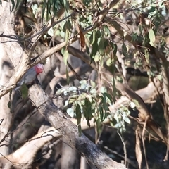 Eolophus roseicapilla (Galah) at West Wodonga, VIC - 1 Jan 2025 by KylieWaldon