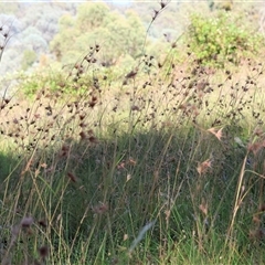 Themeda triandra (Kangaroo Grass) at West Wodonga, VIC - 31 Dec 2024 by KylieWaldon