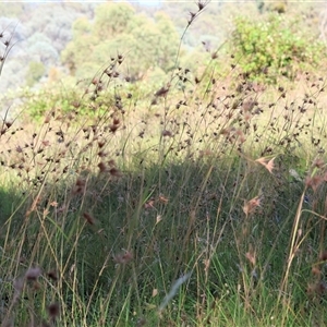 Themeda triandra at West Wodonga, VIC - 1 Jan 2025 07:23 AM