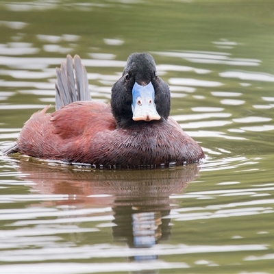 Oxyura australis (Blue-billed Duck) at Bonython, ACT - 2 Jan 2025 by Gallpix