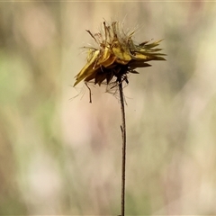 Xerochrysum viscosum (Sticky Everlasting) at West Wodonga, VIC - 1 Jan 2025 by KylieWaldon