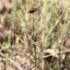Xerochrysum viscosum at West Wodonga, VIC - 1 Jan 2025 07:27 AM