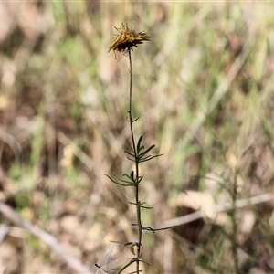 Xerochrysum viscosum at West Wodonga, VIC - 1 Jan 2025