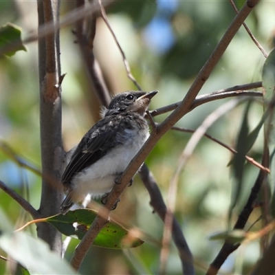 Myiagra rubecula at Kambah, ACT - 2 Jan 2025 by LineMarie