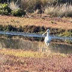 Platalea flavipes (Yellow-billed Spoonbill) at Yanakie, VIC - 4 Jan 2025 by Louisab