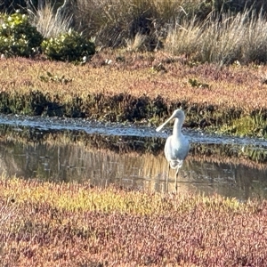 Platalea flavipes at Yanakie, VIC - 4 Jan 2025