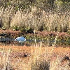Platalea flavipes at Yanakie, VIC - 4 Jan 2025 07:48 AM